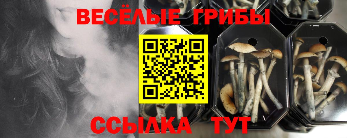 Котельники  Псилоцибиновые грибы Psilocybine cubensis  Вход с VPN 